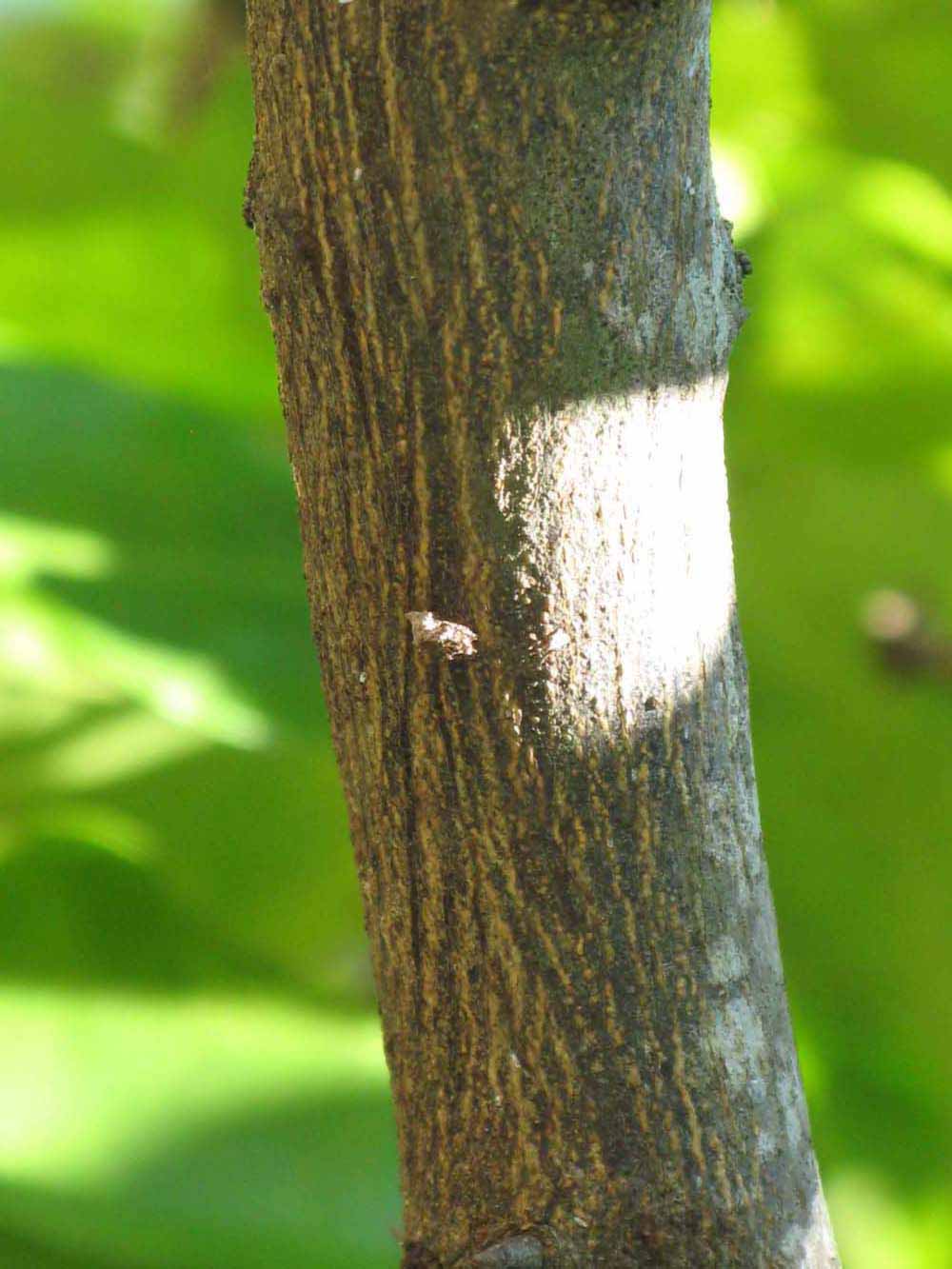            Bark (Winter Haven, FL)   